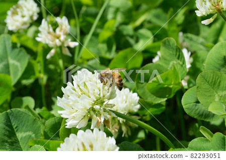 Bee and white clover Bee and white clover 82293051