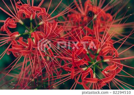 群集孤挺花 群集孤挺花 82294510