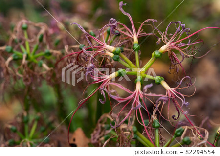 Withered cluster amaryllis Withered cluster amaryllis 82294554