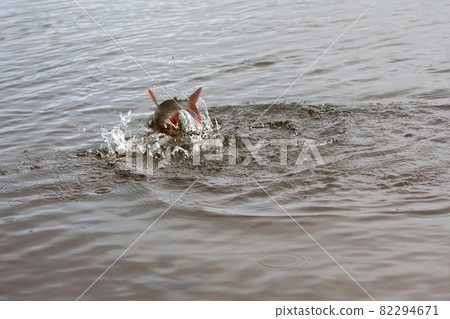 grayling fishing Northern fish grayling fishing Northern fish 82294671