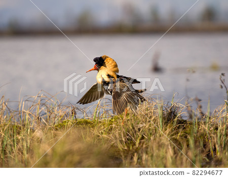 Mating behaviour. Male ruffs are in state of self-advertising Mating behaviour. Male ruffs are in state of self-advertising 82294677