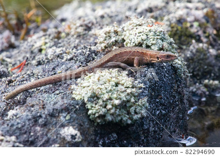 lizard warmed  in  sun on  island 82294690