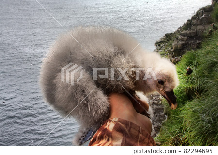 thick white fluffy nestlings of Fulmar in hand of researcher-ornithologist thick white fluffy nestlings of Fulmar in hand of researcher-ornithologist 82294695