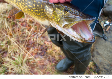 large pike inaccessible rivers and lakes large pike inaccessible rivers and lakes 82294708