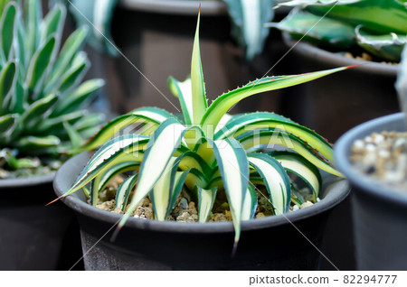 Agave ,succulent or cactus plant or Agave americana var Agave ,succulent or cactus plant or Agave americana var 82294777