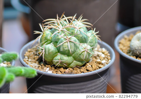 cactus , cactus plant in the pot cactus , cactus plant in the pot 82294779