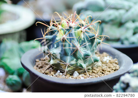 cactus , cactus in the pot 82294780