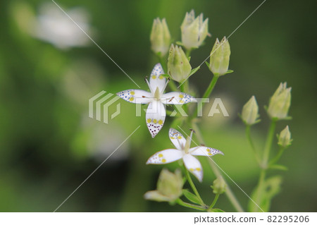 Swertia bimaculata (4 petals) Swertia bimaculata (4 petals) 82295206