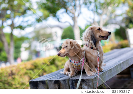 Two Kaninhen Dachshunds Two Kaninhen Dachshunds 82295227