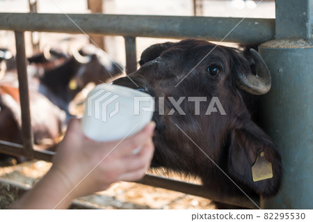 feed milk to buffalo in byre at farm feed milk to buffalo in byre at farm 82295530