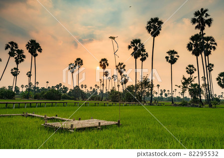 Footpath viewpoint at rice and palm tree farm at sunset Footpath viewpoint at rice and palm tree farm at sunset 82295532