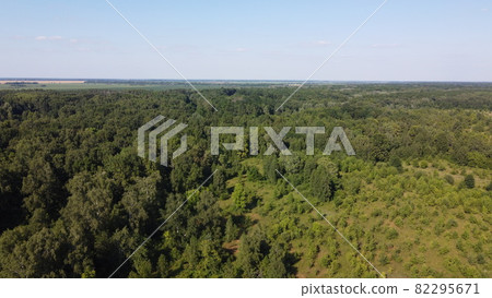 Dense green forest under blue sky, sunny summer weather. Scenery. 82295671