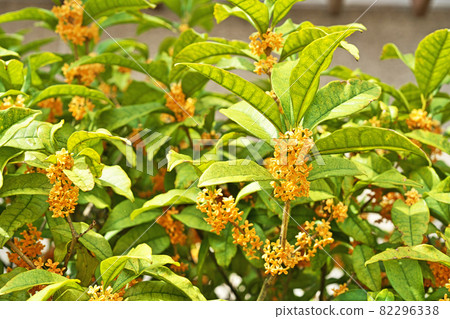 Small flower of osmanthus Small flower of osmanthus 82296338