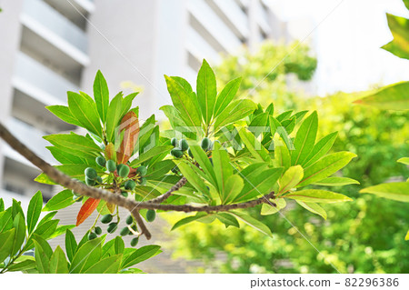Green Holtonoki fruit 82296386