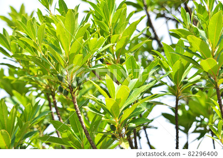 Green Holtonoki fruit 82296400