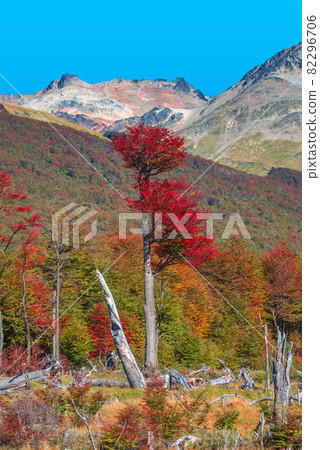 Magical colorful valley with austral forests, peatbogs, dead trees, glacial streams and high mountains in Tierra del Fuego National Park, Patagonia, Argentina 82296706