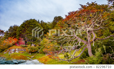 Beautiful and colorful landscape at Ensenada Zaratiegui Bay in Tierra del Fuego National Park, near Ushuaia and Beagle Channel, Patagonia, Argentina, early Autumn. 82296710