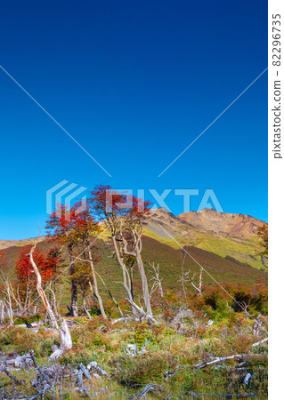 View over magical austral forests, peat bogs and high mountains in Tierra del Fuego National Park, Patagonia, Argentina, golden Autumn and blue sky 82296735