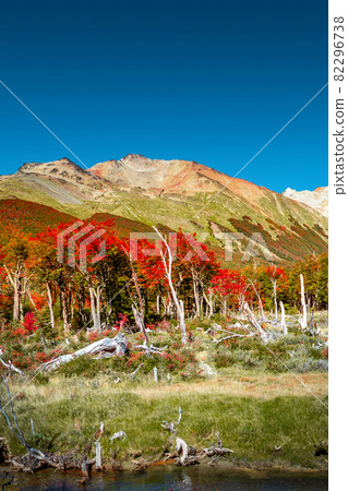 View over magical austral forests, peat bogs and high mountains in Tierra del Fuego National Park, Patagonia, Argentina, golden Autumn and blue sky 82296738