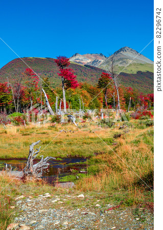 View over magical austral forests, peat bogs and high mountains in Tierra del Fuego National Park, Patagonia, Argentina, golden Autumn and blue sky 82296742
