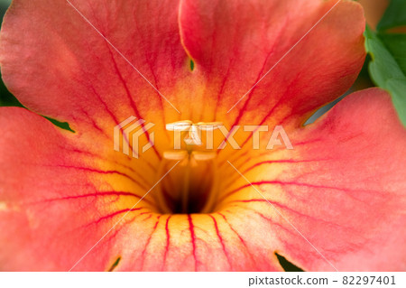 Close-up of red-orange flowers of Chinese trumpet vine 82297401