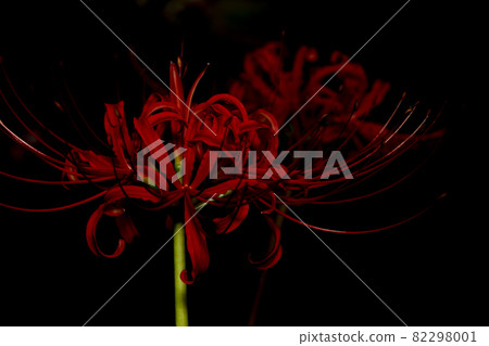群集孤挺花 群集孤挺花 82298001