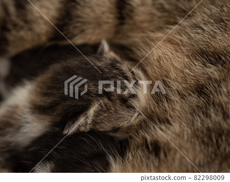 Kitten sucking boobs in the bosom of a mother cat 82298009