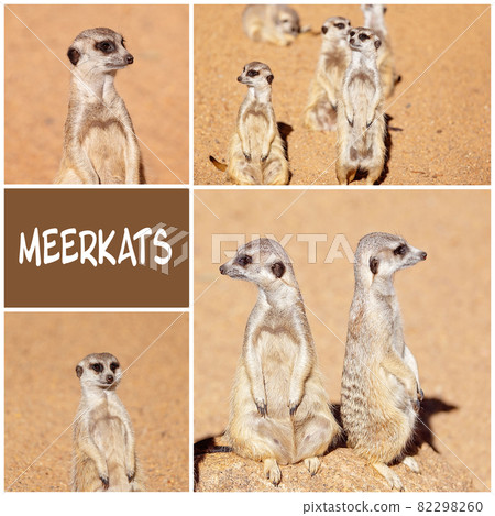 A Collage Of Meerkat Images 82298260