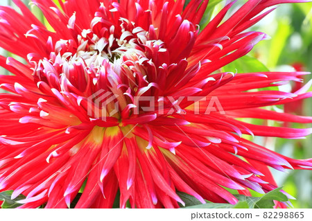 Dalia in full bloom Dalia in full bloom 82298865