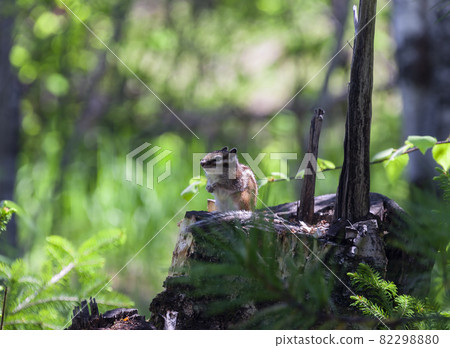 Chipmunk is a striped Siberian animal of the squirrel family of the rodent order. 82298880
