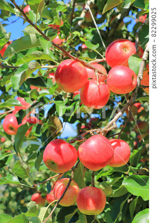 Pre-harvest apples colored red 82299025