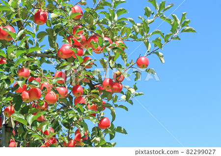Pre-harvest apples colored red 82299027