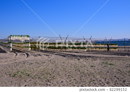 Sun-dried radish on Miura Beach in winter Sun-dried radish on Miura Beach in winter 82299152