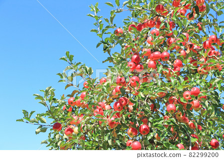 Pre-harvest apples colored red Pre-harvest apples colored red 82299200