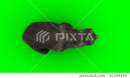 Walking bear. Green screen isolate. 3d rendering. Walking bear. Green screen isolate. 3d rendering. 82299284