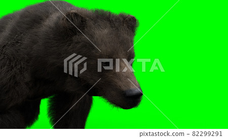 Walking bear. Green screen isolate. 3d rendering. Walking bear. Green screen isolate. 3d rendering. 82299291