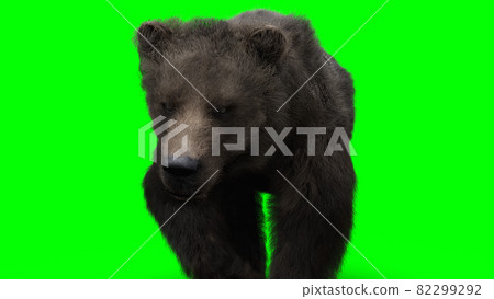 Walking bear. Green screen isolate. 3d rendering. Walking bear. Green screen isolate. 3d rendering. 82299292