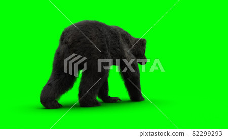 Walking bear. Green screen isolate. 3d rendering. Walking bear. Green screen isolate. 3d rendering. 82299293
