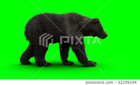 Walking bear. Green screen isolate. 3d rendering. Walking bear. Green screen isolate. 3d rendering. 82299294