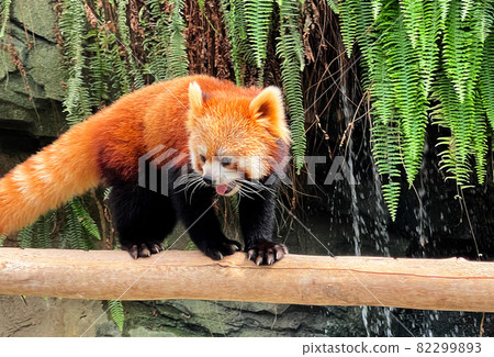Panda, Red, Akairo 82299893