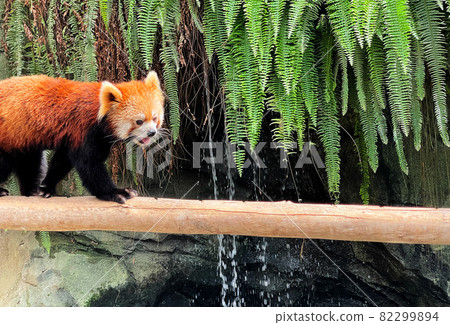 Red panda walk Red panda walk 82299894
