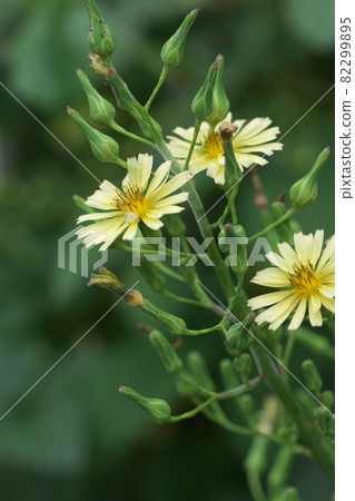 萵苣花【綠底】 萵苣花【綠底】 82299895