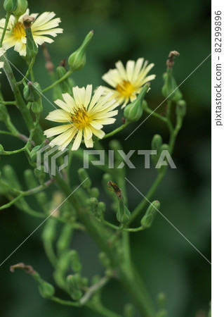 萵苣花【綠底】 萵苣花【綠底】 82299896