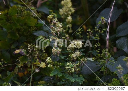 Akkaramuratsu之花 Akkaramuratsu之花 82300067