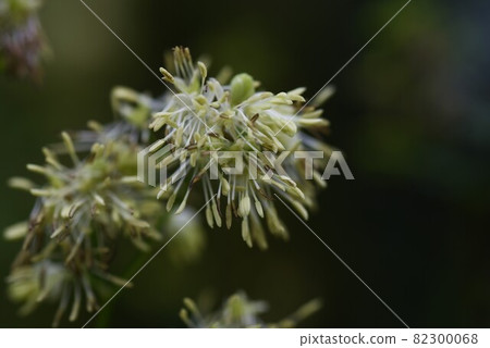 Flower of Akkaramuratsu Flower of Akkaramuratsu 82300068