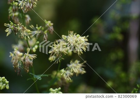 Flower of Akkaramuratsu Flower of Akkaramuratsu 82300069