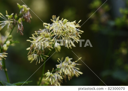 Flower of Akkaramuratsu 82300070