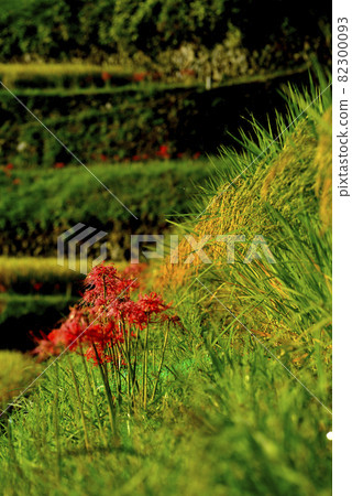Sakakuba rice terrace Sakakuba rice terrace 82300093