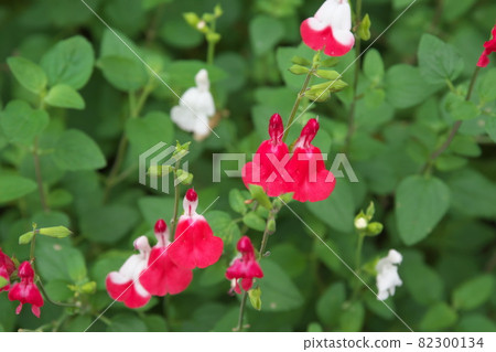 Red flower of cherry sage [green background] 82300134