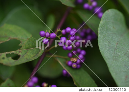 Komurasaki水果 Komurasaki水果 82300230